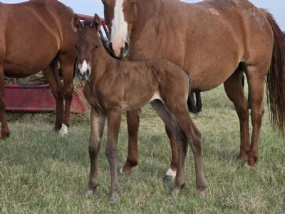 Top Gun Rooster JW<BR>AQHA PENDING